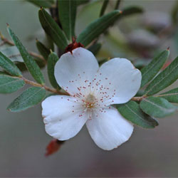 Eucryphia moorei