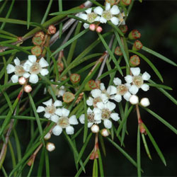 Baeckea linifolia