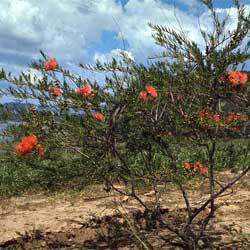 Melaleuca fulgens