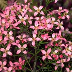 Boronia deanei