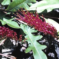 revillea 'Poorinda Royal Mantle'