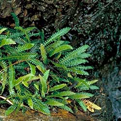 Blechnum pennamarina subsp. alpina