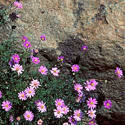 Brachyscome multifida - click for more