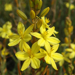 Bulbine bulbosa