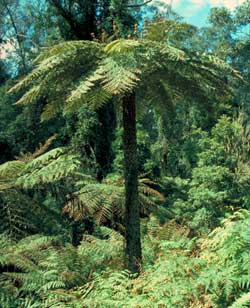 Cyathea australis