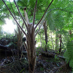 Cyathea cooperi