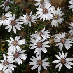 Olearia iodochroa