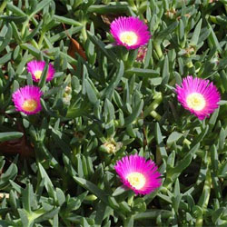 Carpobrotus glaucescens