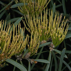 Hakea corymbosa (a 2107) click to enlarge