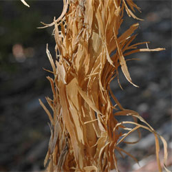 Micromyrtus grandis bark