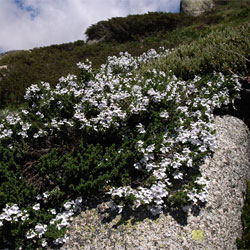 Prostanthera cuneata