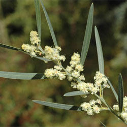 Acacia suaveolens