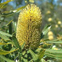 Banksia aemula