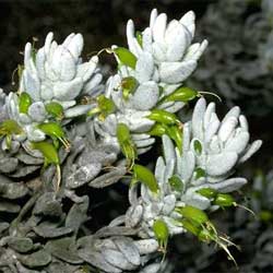 Eremophila subfloccosa