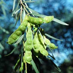 Acacia pendula