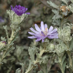 Olearia astroloba