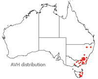 Bulbine glauca distribution