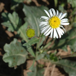 Calotis scabiosifolia