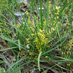 Lomandra filiformis