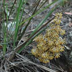 Lomandra filiformis