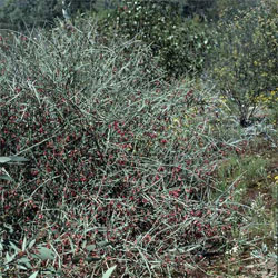 Bossiaea walkeri