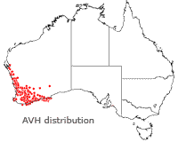 Calothamnus quadrifidus distribution