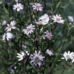 Olearia asterotricha