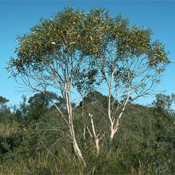 Eucalyptus gregsoniana