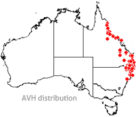 Leptospermum brachyandrum map