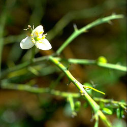 Photograph of Citrus australasica habit