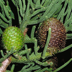 Araucaria cunninghamii