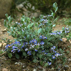 Dampiera purpurea growth habit