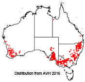 Arthropodium fimbriatum distribution