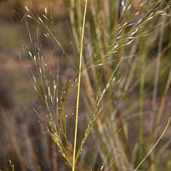 Austrostipa ramosissima APII dig 34102