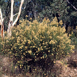 Cassinia quinquefaria APII a 468