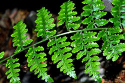 Dryopteris wattsii, Photo: David Tng