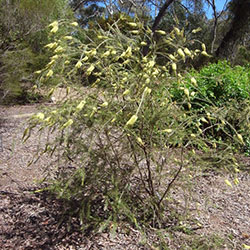 Callistemon sieberi APII dig 24539