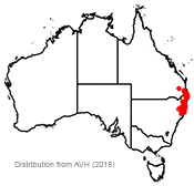 Daviesia arborea distribution