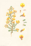 Pultenaea gunnii