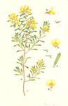 Pultenaea flexilis