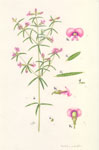 Mirbelia rubiifolia