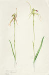 Caladenia corynephora