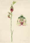 Calochilus campestris