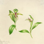 Chiloglottis cornuta