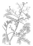 Acacia terminalis