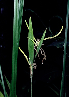 APII jpeg image of Gymnostachys anceps  © contact APII