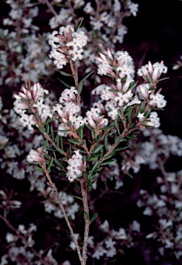 APII jpeg image of Styphelia ericoides  © contact APII