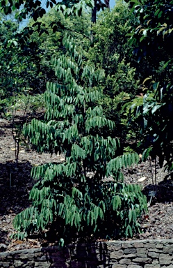 APII jpeg image of Whyanbeelia terrae-reginae  © contact APII