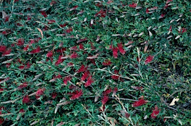 APII jpeg image of Grevillea 'Wakiti Gem'  © contact APII