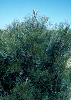 APII jpeg image of Grevillea candelabroides  © contact APII